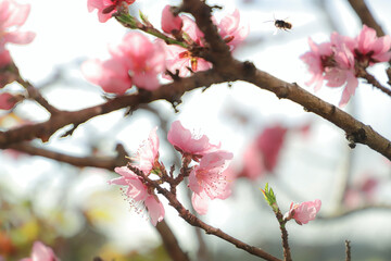 blossoming peach twigs - spring