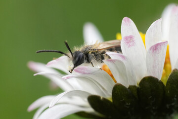 Closeup on male red-bellied miner mining bee, Andrena ventralis