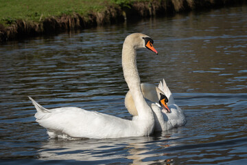 Adult male and female mute swan (Cygnus olor) next to each other on a sunny spring day - 761734512