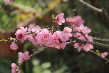 blossoming peach twigs - spring