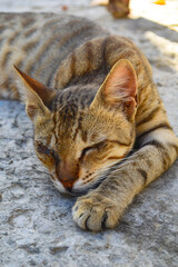 close up of a cat, brown kitten sleeping on floor