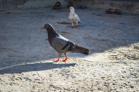 Black domestic pigeon bird close up 