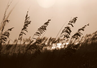 Sunset reflection through the dunes