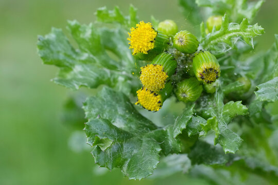 Closeup on a flowerhead of the groundsel and old-man-in-the-spring wildflower, Senecio vulgaris
