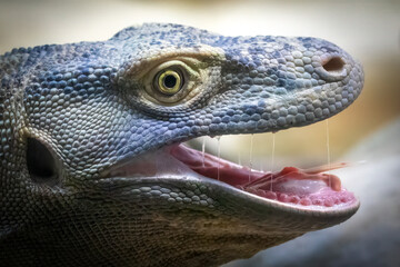 Close-Up of Majestic Blue Komodo Dragon in Natural Habitat