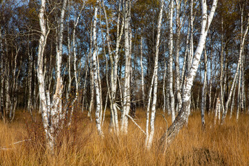Birkenwald im Herbst