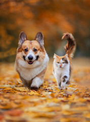 Naklejka na ściany i meble furry friends a cat and a corgi dog walk through fallen golden leaves in an autumn sunny park