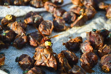 Wasp on dry dates fruit, animal close up background