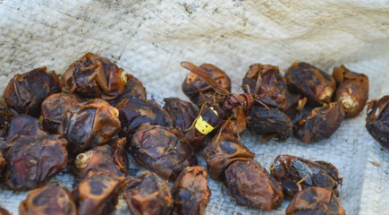close up of dried dates, insect wasp on fruit 