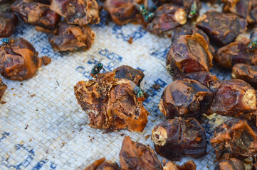 animal fly dried fruit close up garden