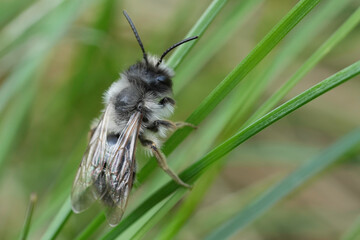 Closeup on a male Grey-backed mining bee, Andrena vaga sitting in the grass