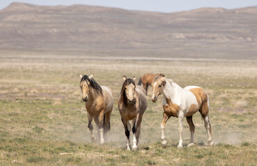 Wild Horses in Spring in the Utah Desert