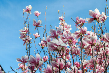magnolia flowers with blue sky background - concept of positivity and renewal. spring - Powered by Adobe