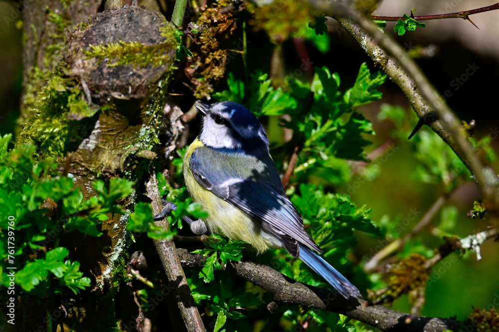 Canvas Prints Blaumeise // Eurasian blue tit (Cyanistes caeruleus)