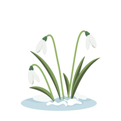 Spring flowers. Snowdrops vector illustration. Snowdrops blossoming through the snow. Simple vector flat illustration.