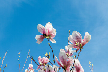 Magnolia flowers on blue sky background with copy space for text. Pink magnolia flowers on blue sky...