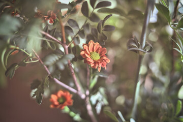 Vibrant Orange Flowers Blooming Amidst Lush Greenery in a Peaceful Garden Setting. A close-up view showcasing the delicate beauty of orange flowers in full bloom, surrounded by a myriad of green plant