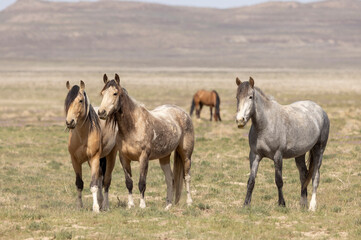 Wild Horses in Spring in the Utah Desert - obrazy, fototapety, plakaty