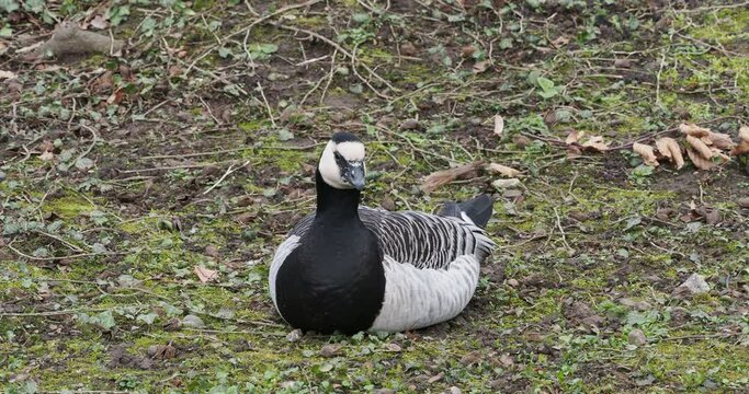 (Branta leucopsis) Barnacle goose lying in the grass at the edge of a pond
