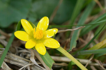 Obraz premium Closeup on the bright yellow flower of the lesser celandine or pilewort, Ficaria verna