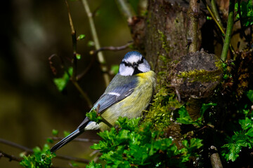 Blaumeise // Eurasian blue tit (Cyanistes caeruleus)
