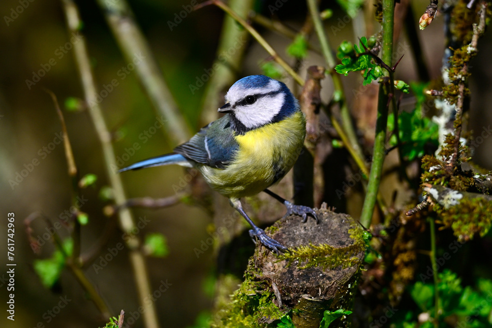 Canvas Prints Eurasian blue tit // Blaumeise (Cyanistes caeruleus)