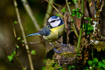 Eurasian blue tit // Blaumeise (Cyanistes caeruleus)