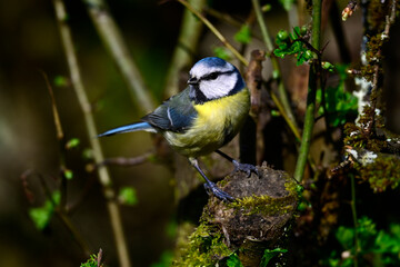Fototapeta premium Blaumeise // Eurasian blue tit (Cyanistes caeruleus)