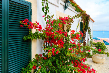 A bougainvillea plant with red blooming flowers at a whitewashed villa's sea view terrace along the Portuguese Riviera at the village of Cascais, Portugal.
