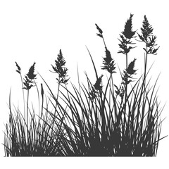 Silhouette Grass natural plant as background black color only