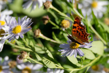 Comma butterfly (Polygonia c-album) perched on a daisy in Zurich, Switzerland