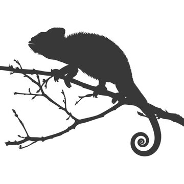 recommend clip art: Silhouette chameleon Animal black color only full body