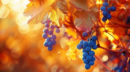 Several ripe grapes clustered together hanging from branches of a tree in a vineyard. - obrazy, fototapety, plakaty
