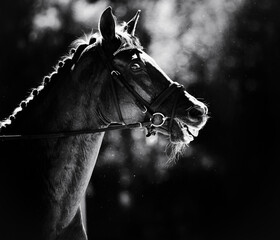 A black and white portrait of a beautiful horse wearing a bridle. Equestrian sports, horse riding,...