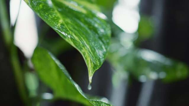 Close-up of wet leaves of climbing plant on tree. Tropical rain drapes over vibrant leaves, a visual clue for climatologists predicting weather patterns in rainforest ecosystems.