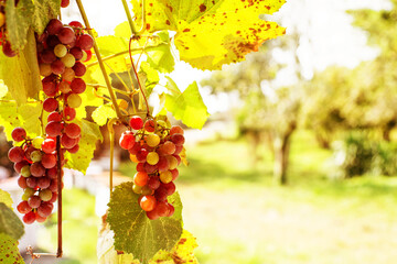 Juicy bunches of grapes on the vine on a bright sunny day, soft selective focus, copy space. Autumn...