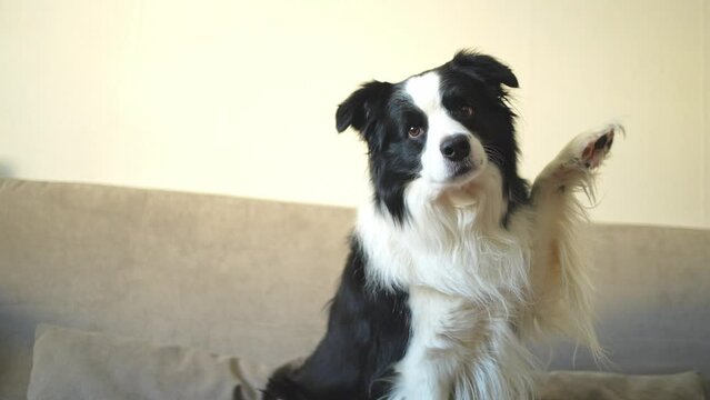 Funny portrait of puppy dog border collie waving paw sitting on couch. Cute pet dog resting on sofa at home indoor. Funny emotional dog, cute pose. Dog raise paw up