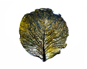 Series of images showing a lettuce leaf slowly decomposing on a white background. Semi-transparent textures illustrate the life cycle, decay, transformation, and impermanence in a minimalist, artistic