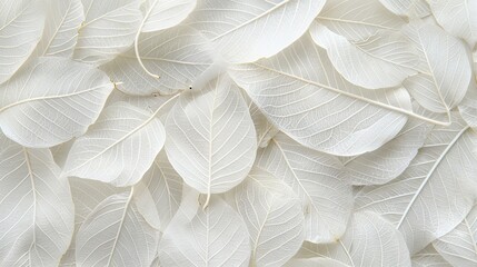 Intricate shining white tree leaf skeleton texture background with detailed patterns