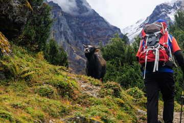 Cow is blocking the trail to a Sherpa Guide on the Kanchenjunga base camp trek close to camp Ramze, from Tseram to the viewpoint at the southern base camp in the Himalaya mountains, Nepal - 761752597