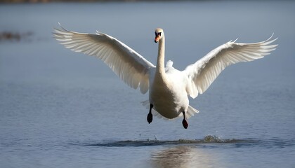 Fototapeta na wymiar A Swan With Its Wings Flapping Taking Off Into Th