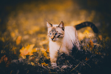 A beautiful, striped cat is walking on the grass where autumn leaves are lying. A cat in the great...