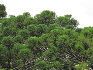 Pinheiro do Paraná