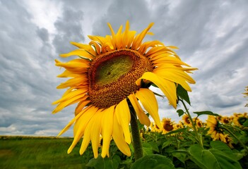 African Sunflower