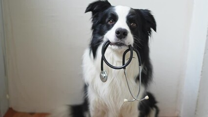 Puppy dog border collie holding stethoscope in mouth on white background. Purebred pet dog on reception at veterinary doctor in vet clinic. Pet health care and animals concept