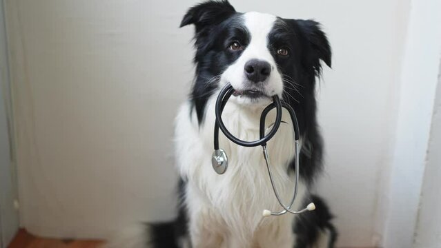 Puppy dog border collie holding stethoscope in mouth on white background. Purebred pet dog on reception at veterinary doctor in vet clinic. Pet health care and animals concept