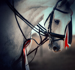 A beautiful grey horse, with a bridle on its head and a red rosette, is the winner of the...