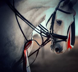Poster A beautiful grey horse, with a bridle on its head and a red rosette, is the winner of the equestrian competition. Equestrian sport and horse riding are both great activities. ©  Valeri Vatel