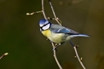 Eurasian blue tit // Blaumeise (Cyanistes caeruleus)