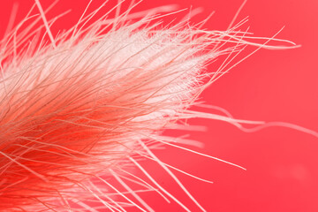 Lagurus italiana delicate - pink spike of dried flower on bright red background. Macro. Photo....